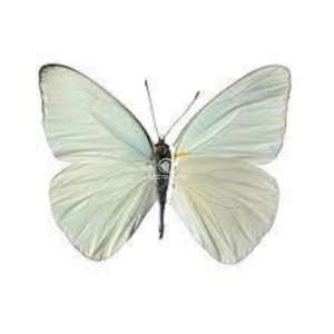 APPIAS DRUSILLA APPIAS DRUSILLA